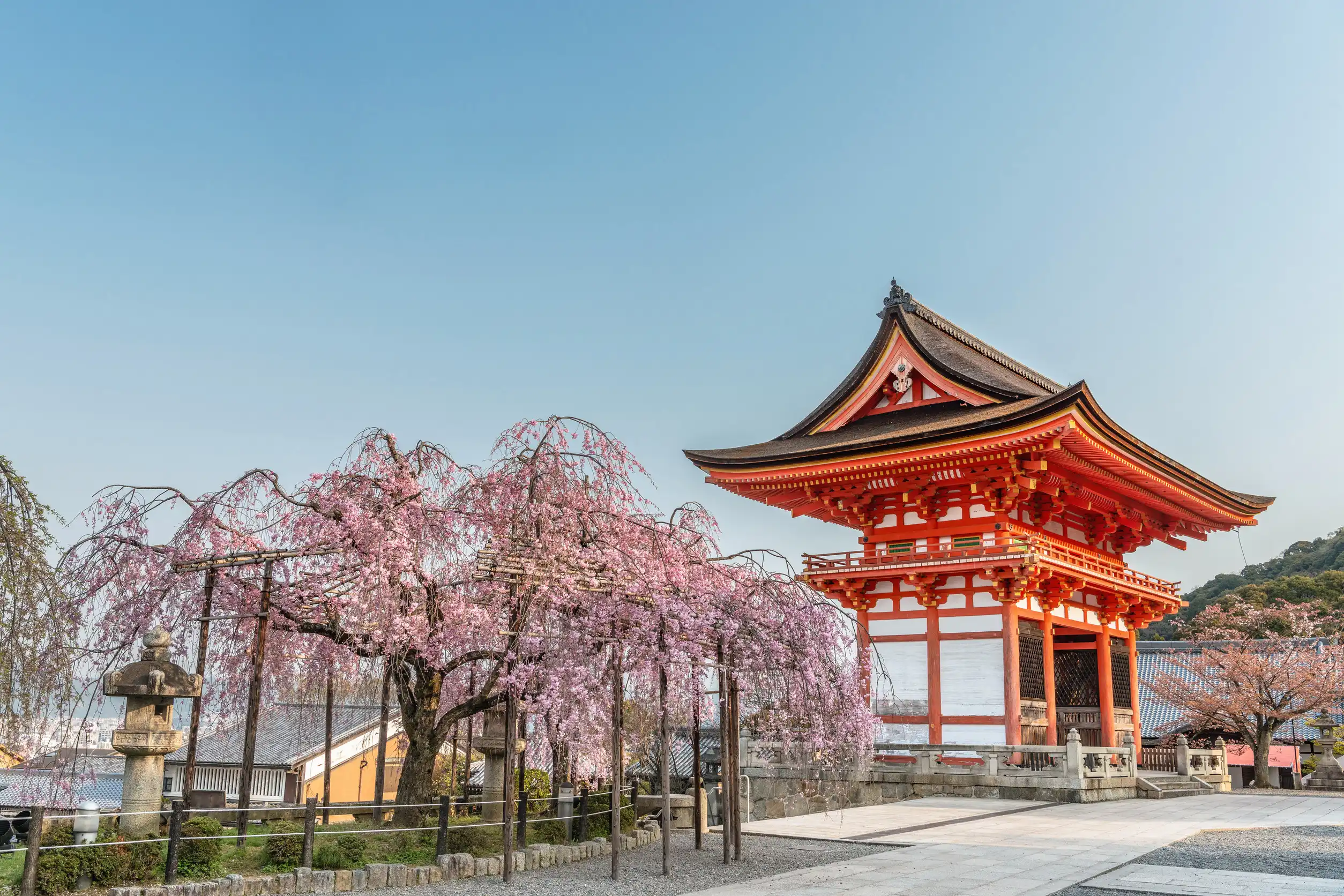 ancient temple with cherry flowers at spring time