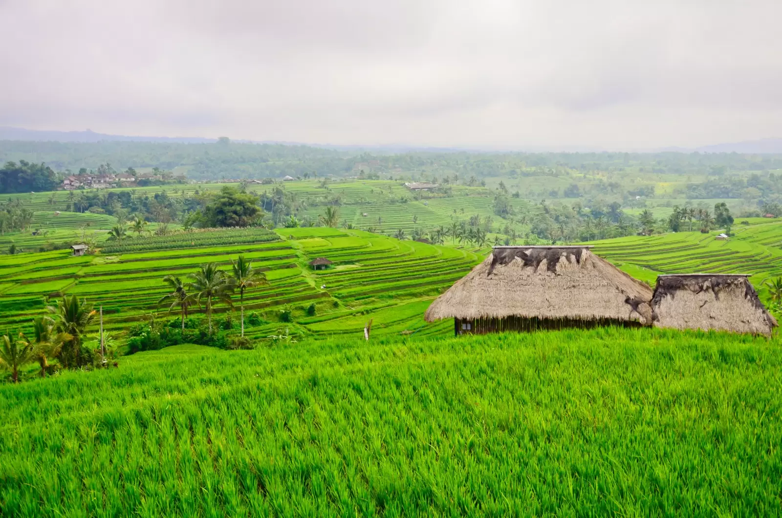 bali jati luwih rice terraces