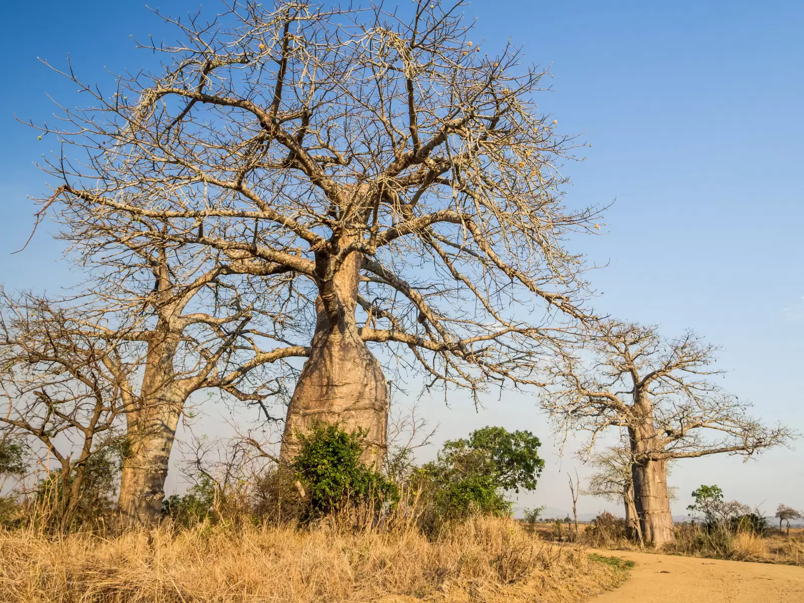 baobab trees on the savanna tanzania africa