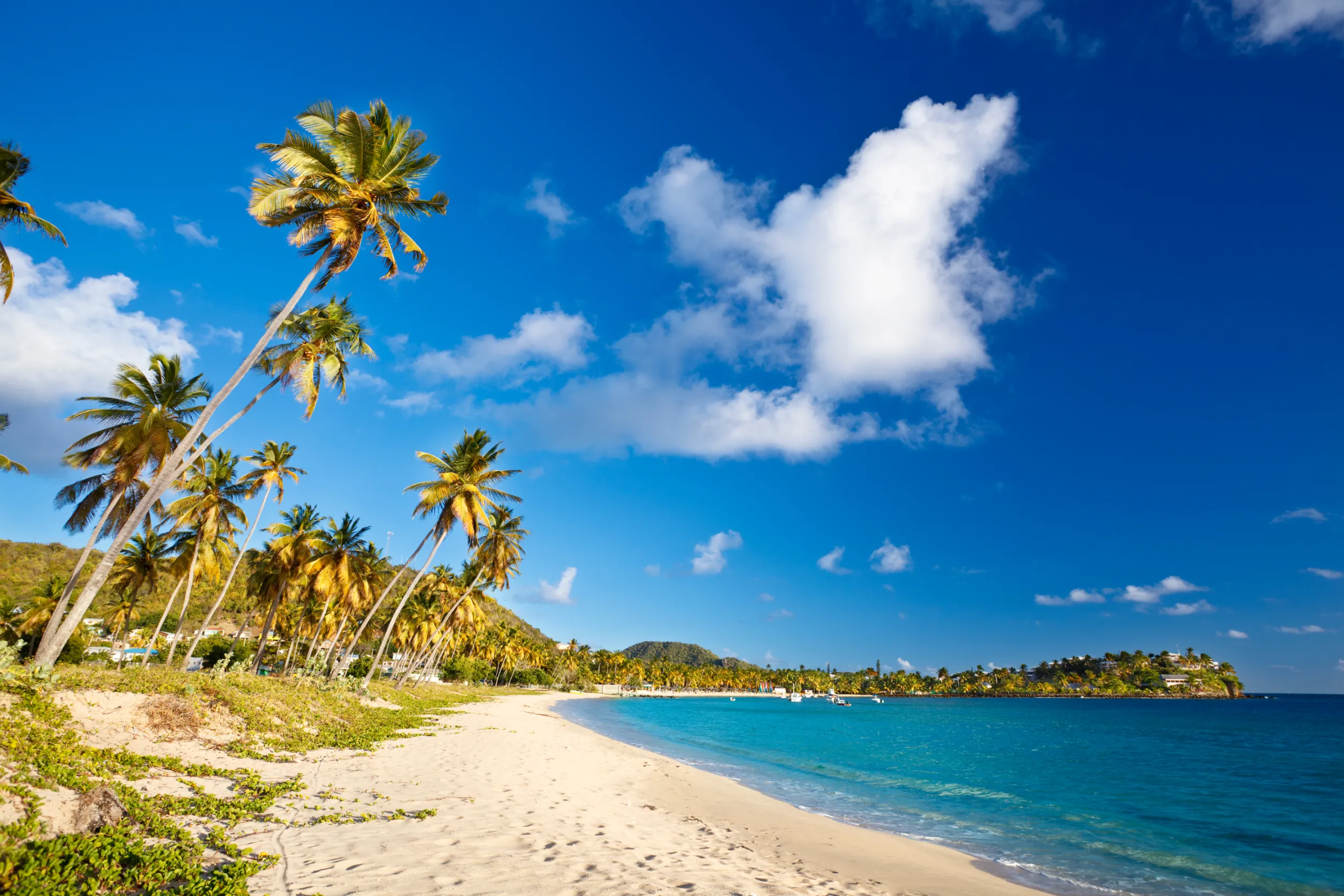 beautiful caribbean beach in antigua with palm trees and blue sky