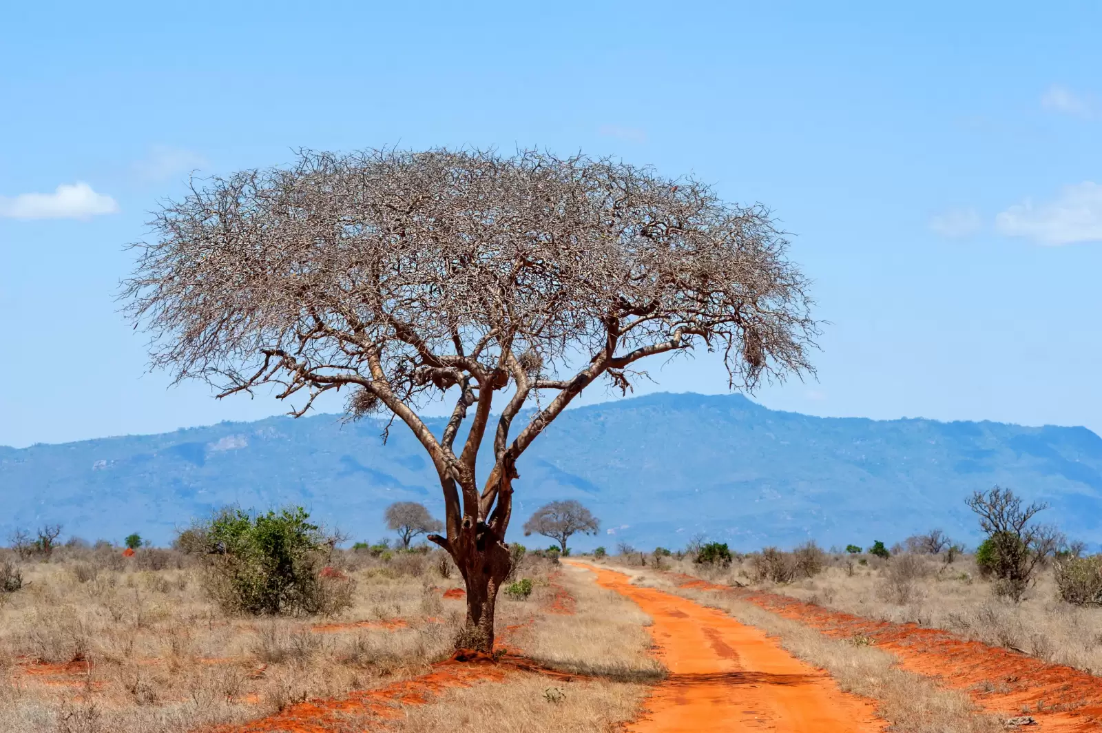 beautiful landscape with nobody tree in africa