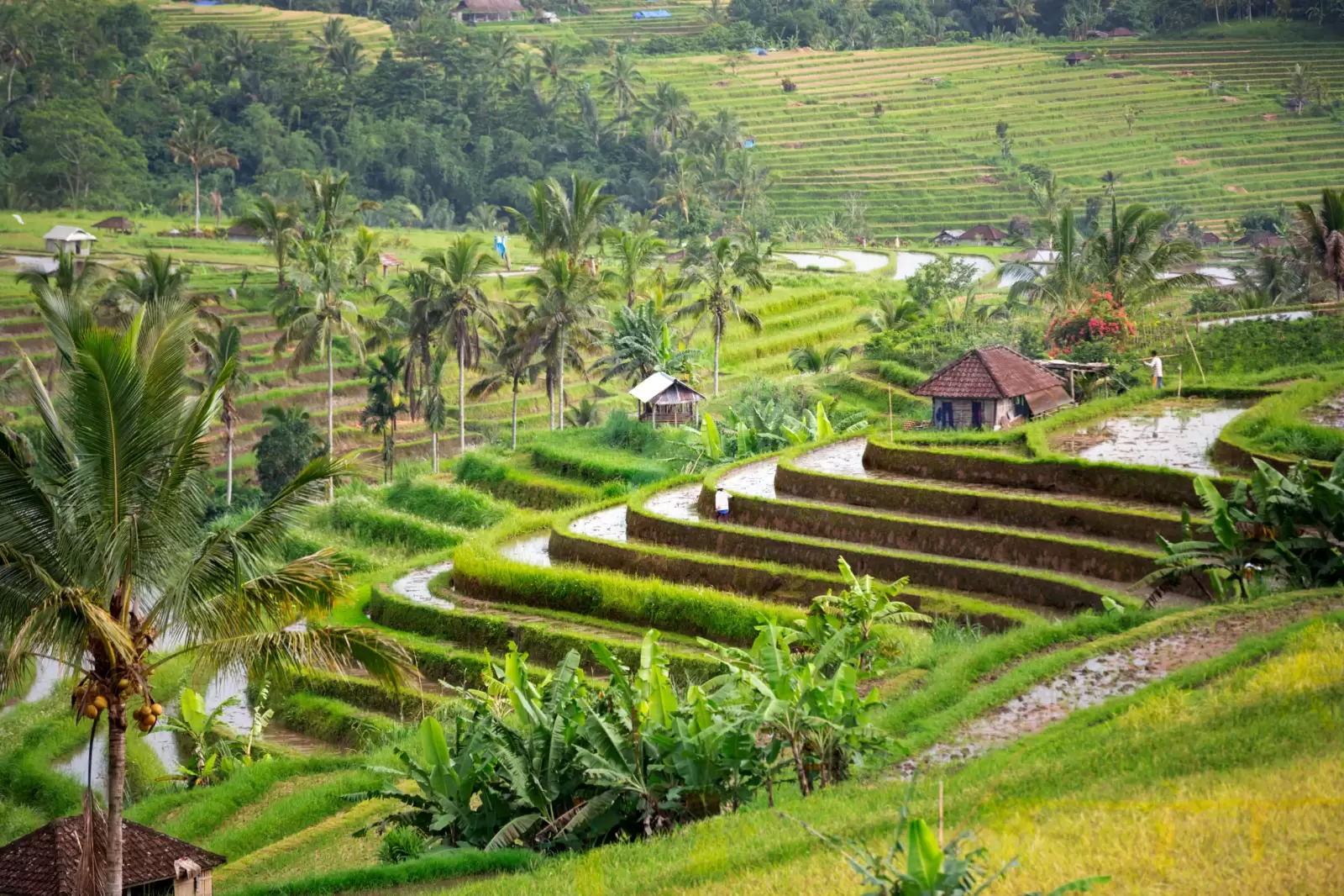 beautiful rice terraces bali indonesia
