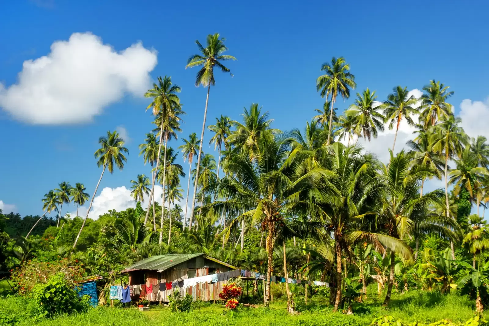 bouma village surrounded by palm trees on taveuni island fiji taveuni
