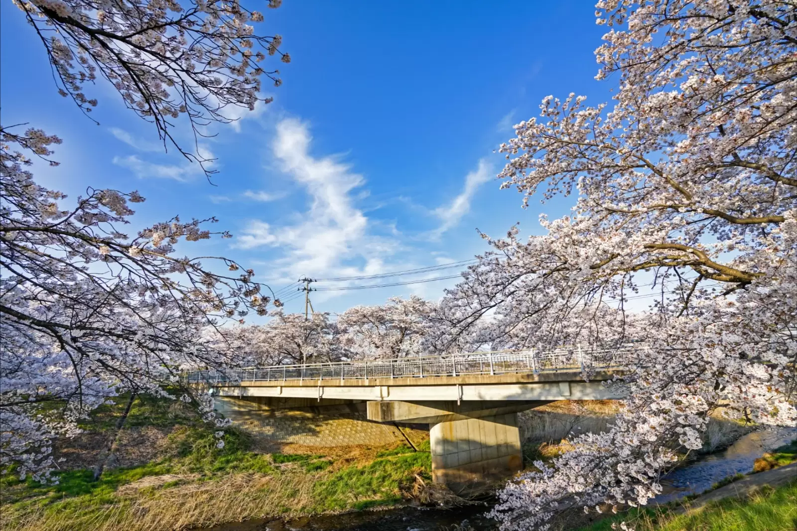bridge around with beautiful cherry blossoms sakura flowers in japan