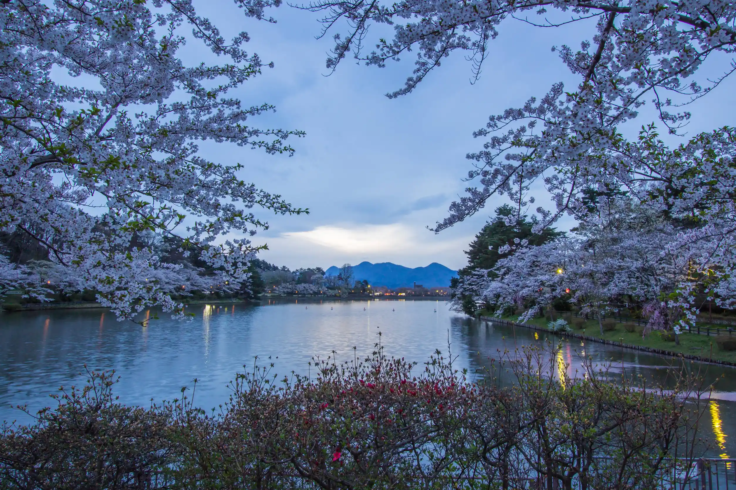 cherry blossom festival at takamatsu park morioka iwate