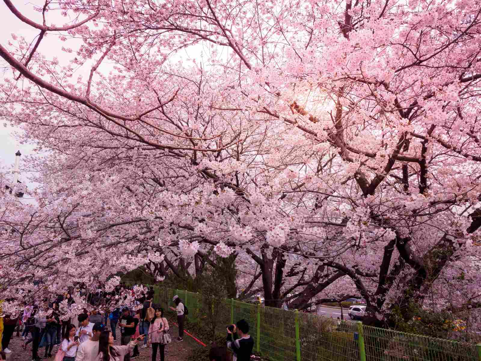 Cherry Blossom Festivals