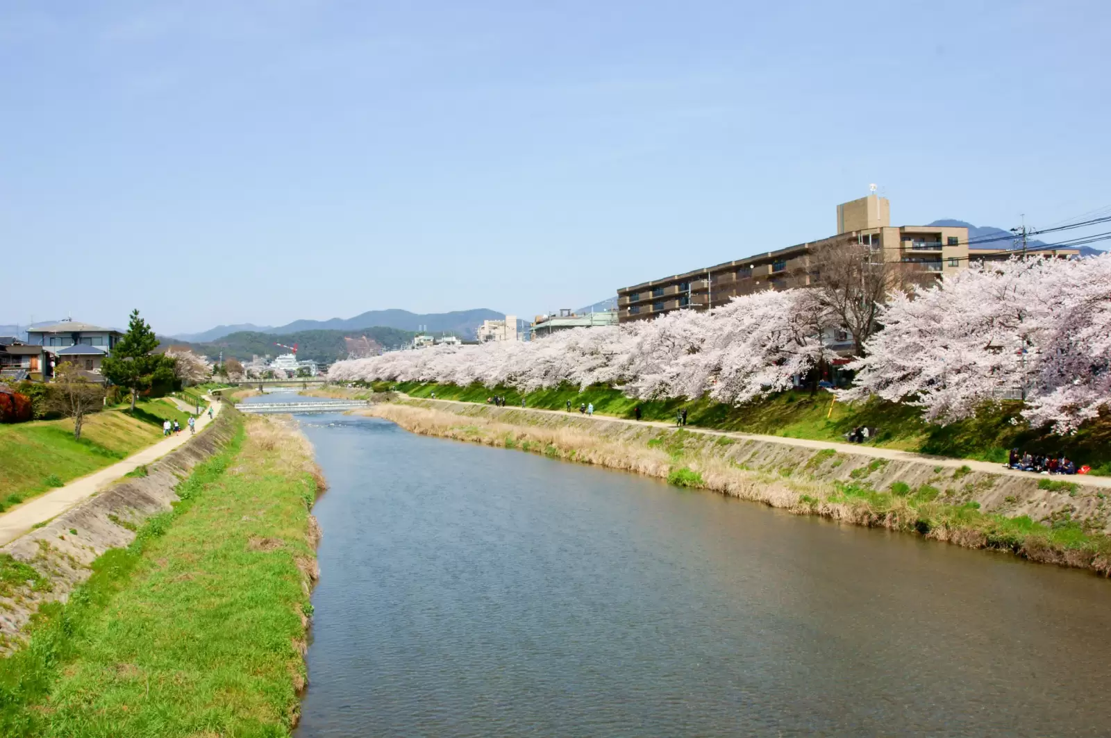 cherry blossom kyoto japan