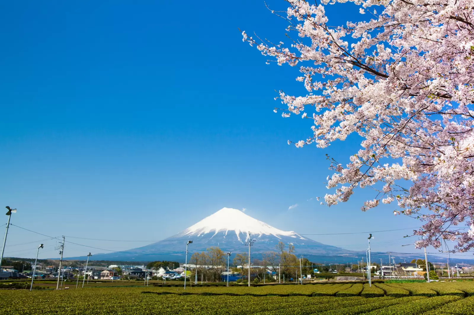 fuji and tea plantations and cherry seen from fuji city atsuhara