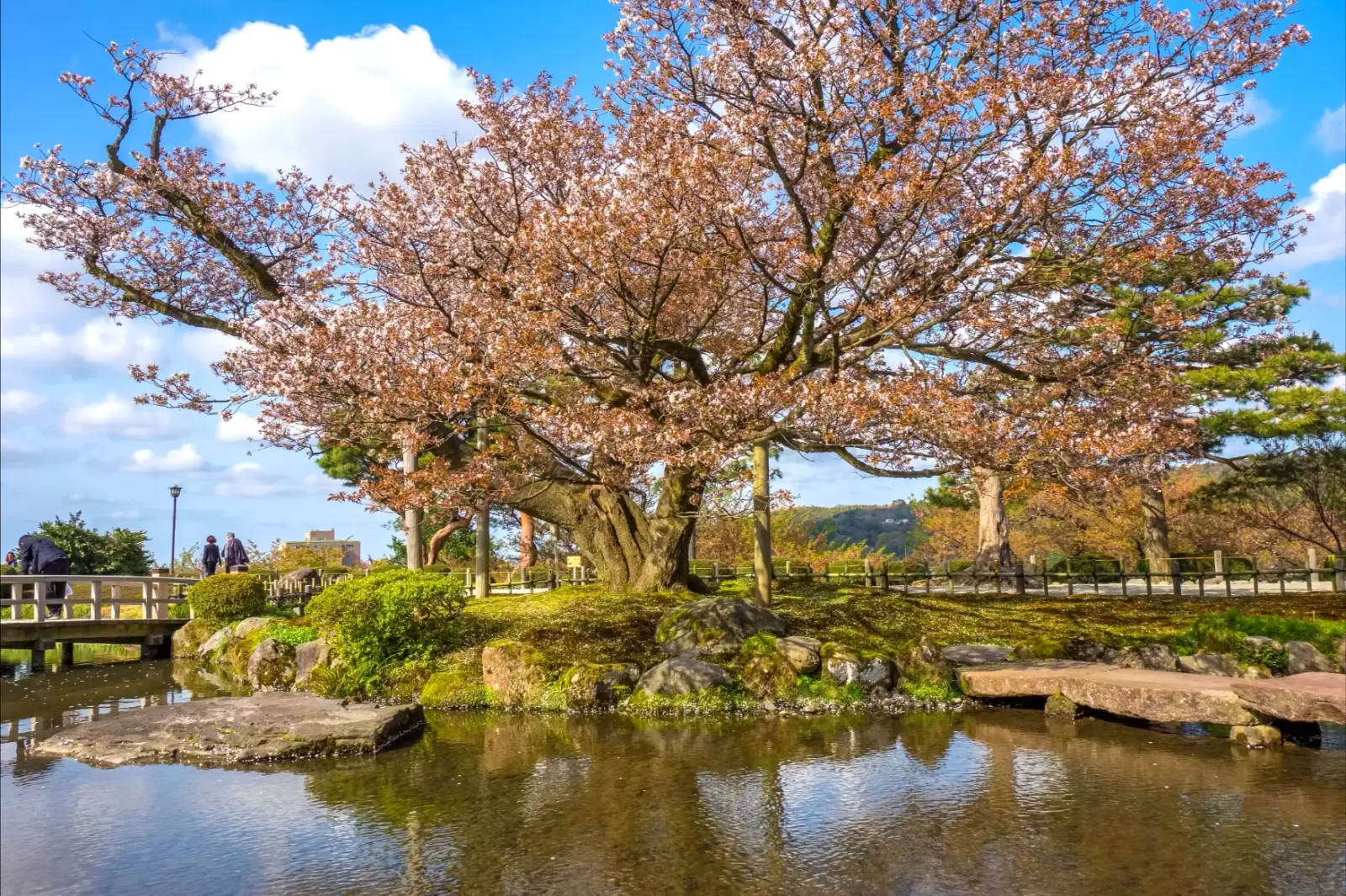 full bloom cherry blossom in kenrokuen garden one of japan s three most beautiful