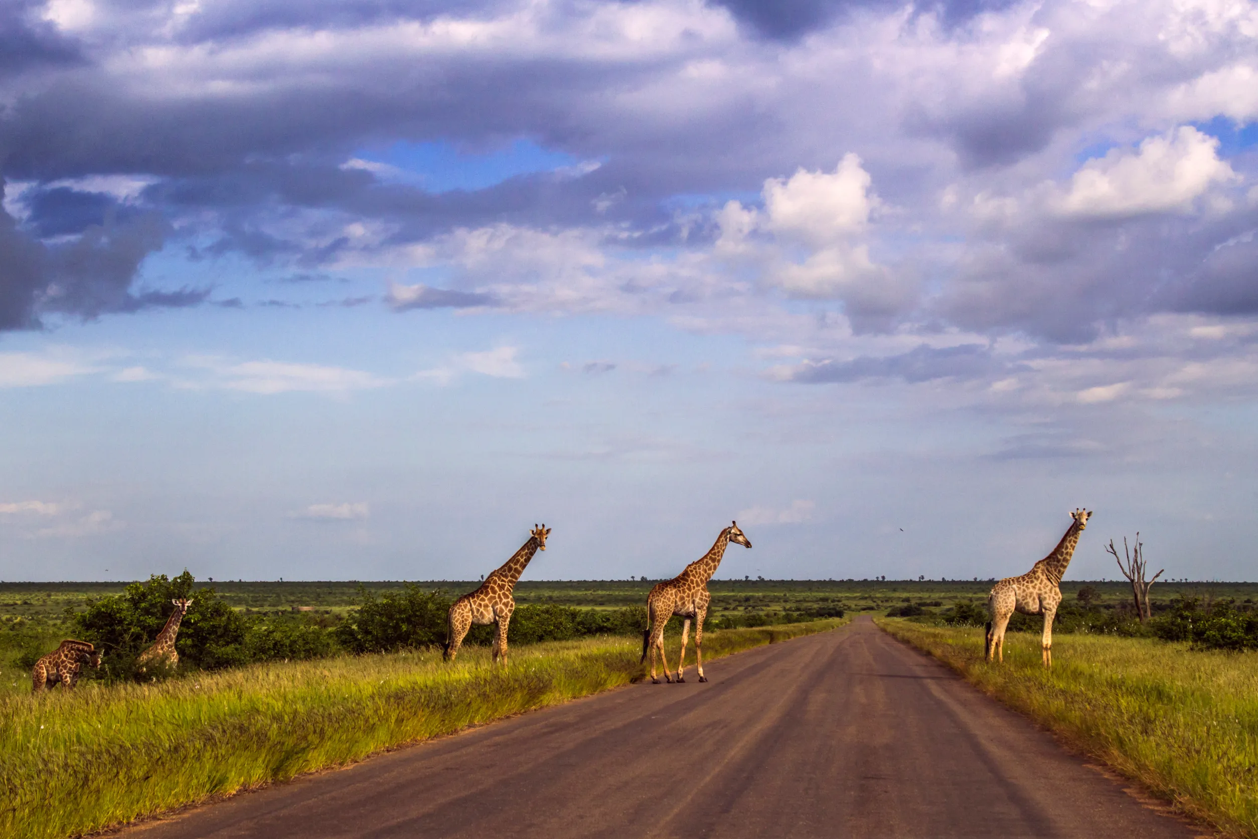 group of giraffes in a green savannah crossing the road kruger park south
