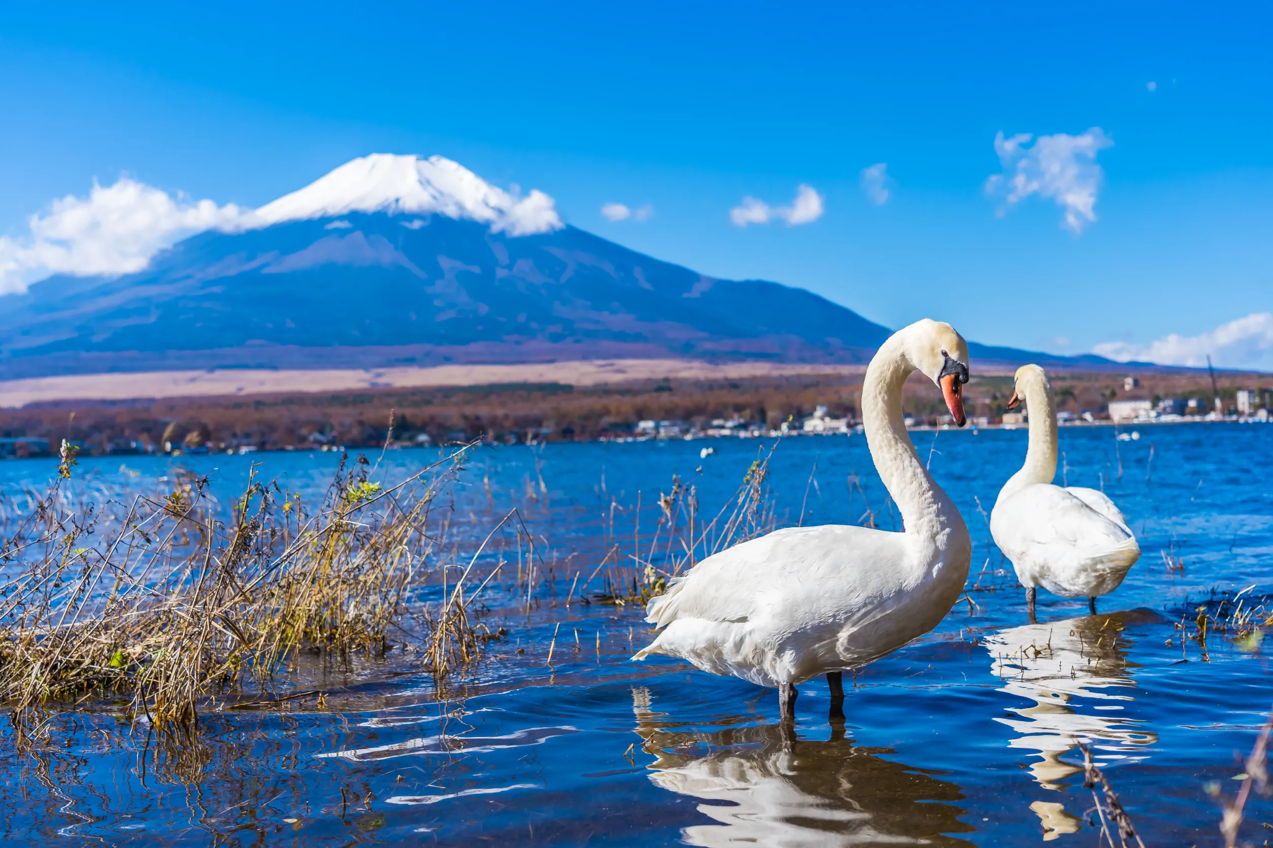 landscape of mountain fuji with white swan around yamanakako lake japan
