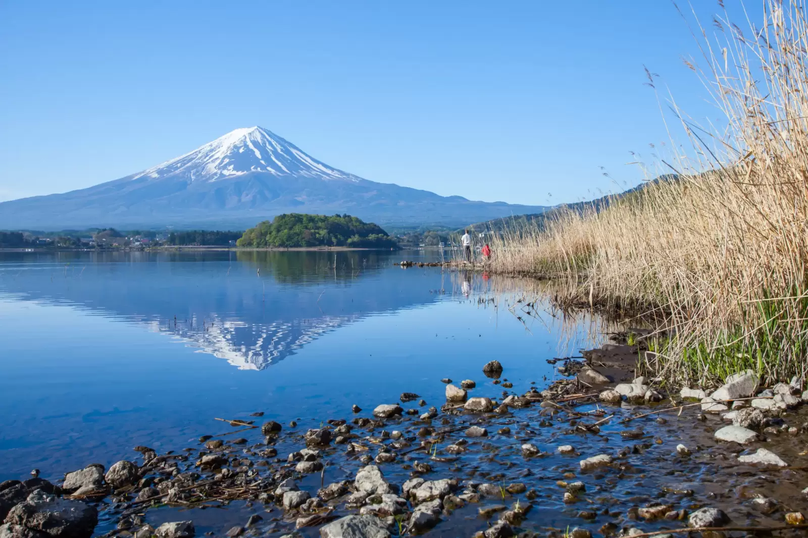 mountain fuji with reflection at lake kawaguchiko in spring season