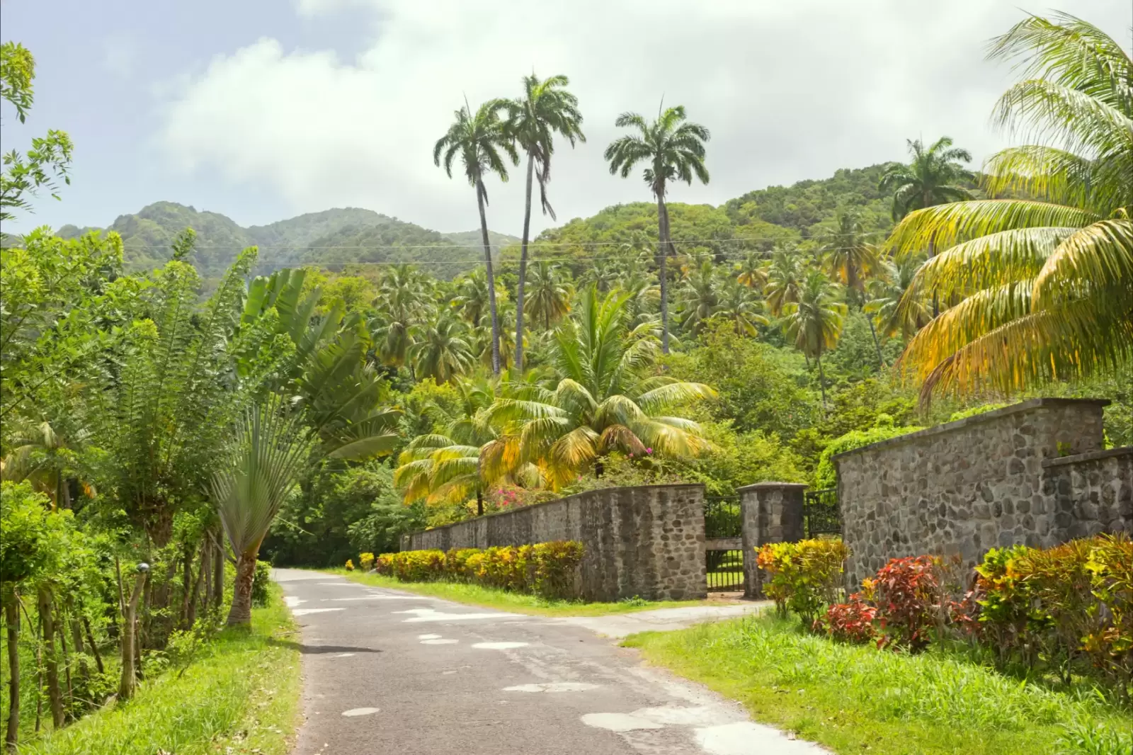 palm trees by the roadside