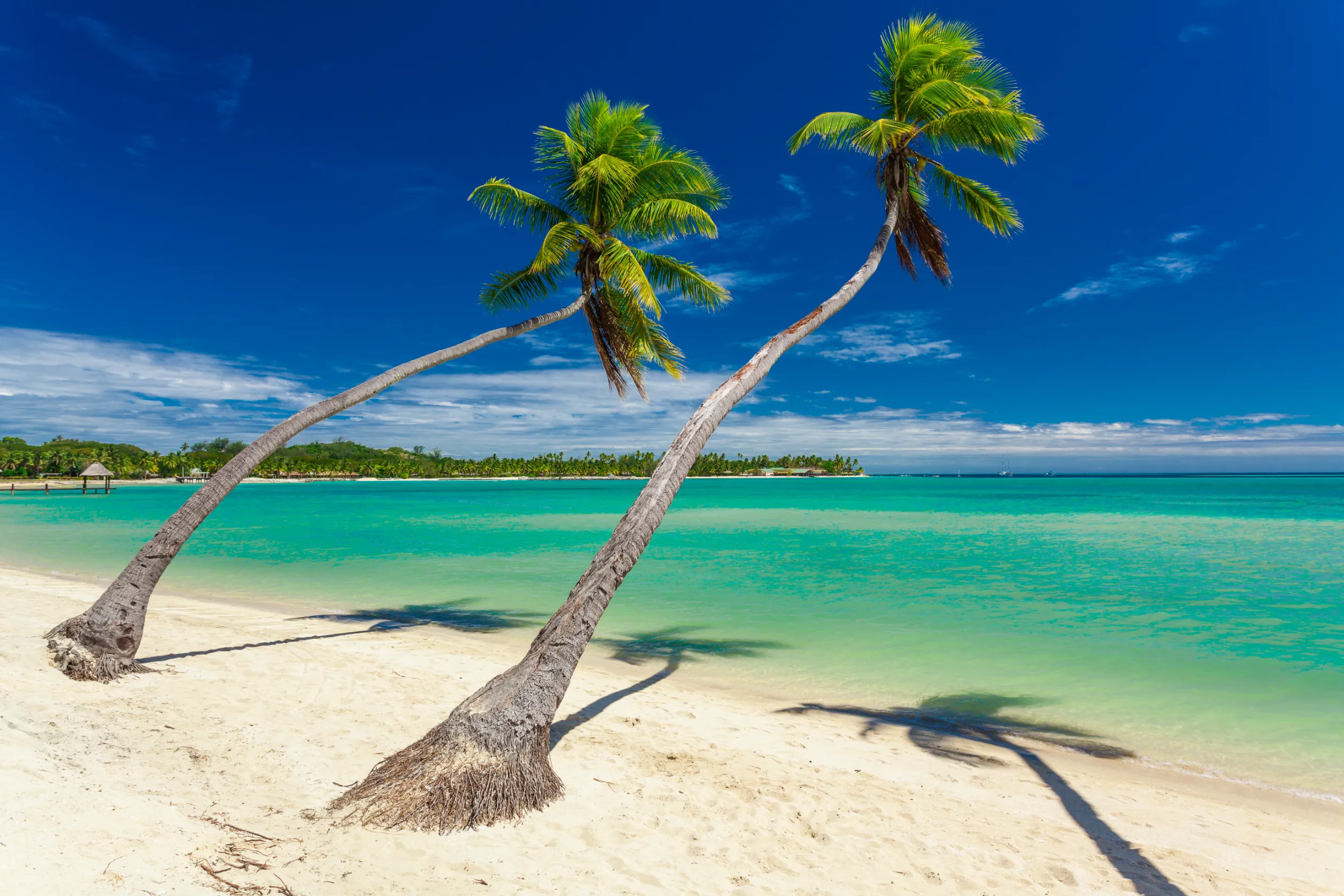 palm trees on a white sandy beach at plantation island fiji