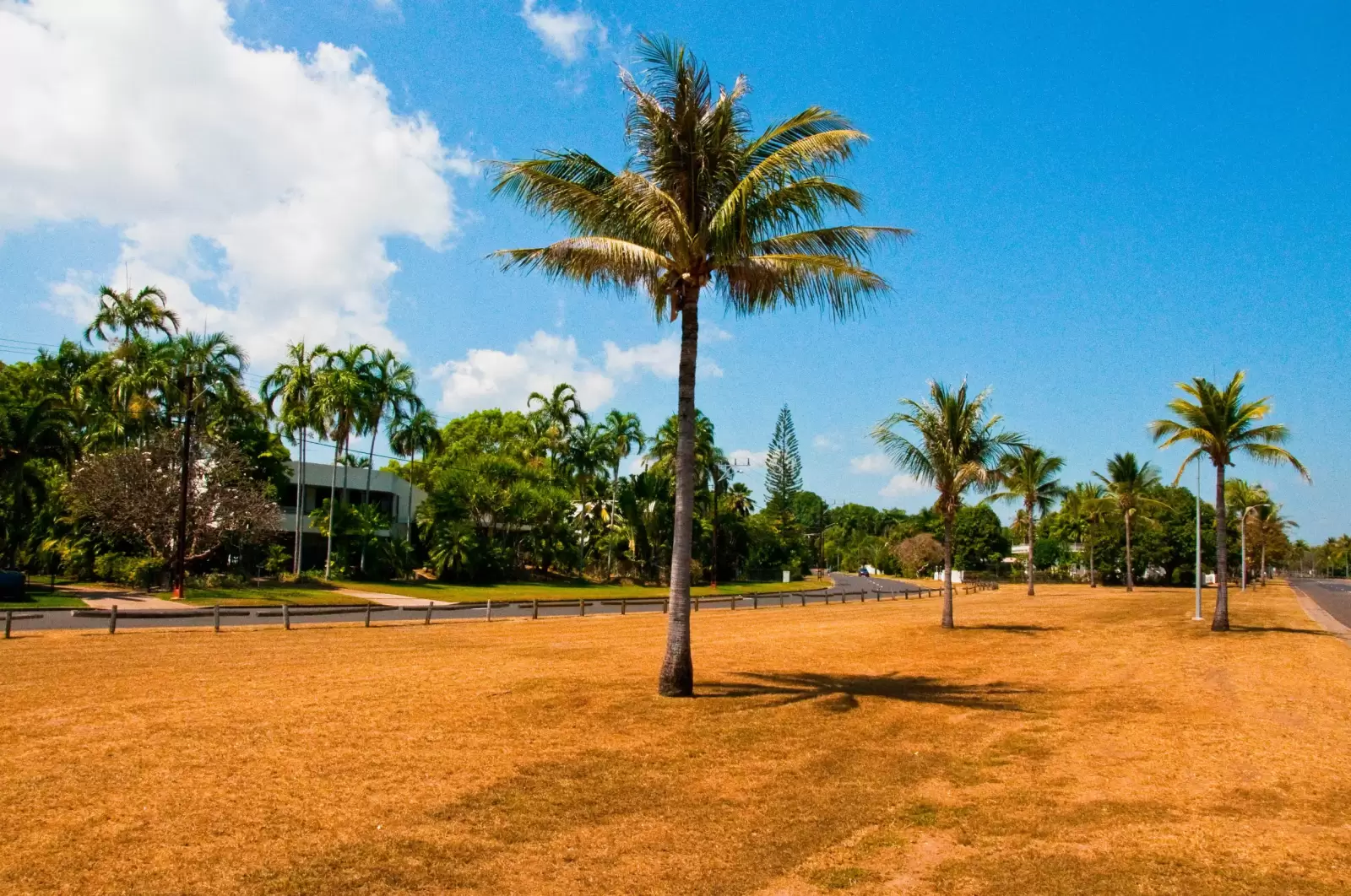 palms along the coast in darwin australia