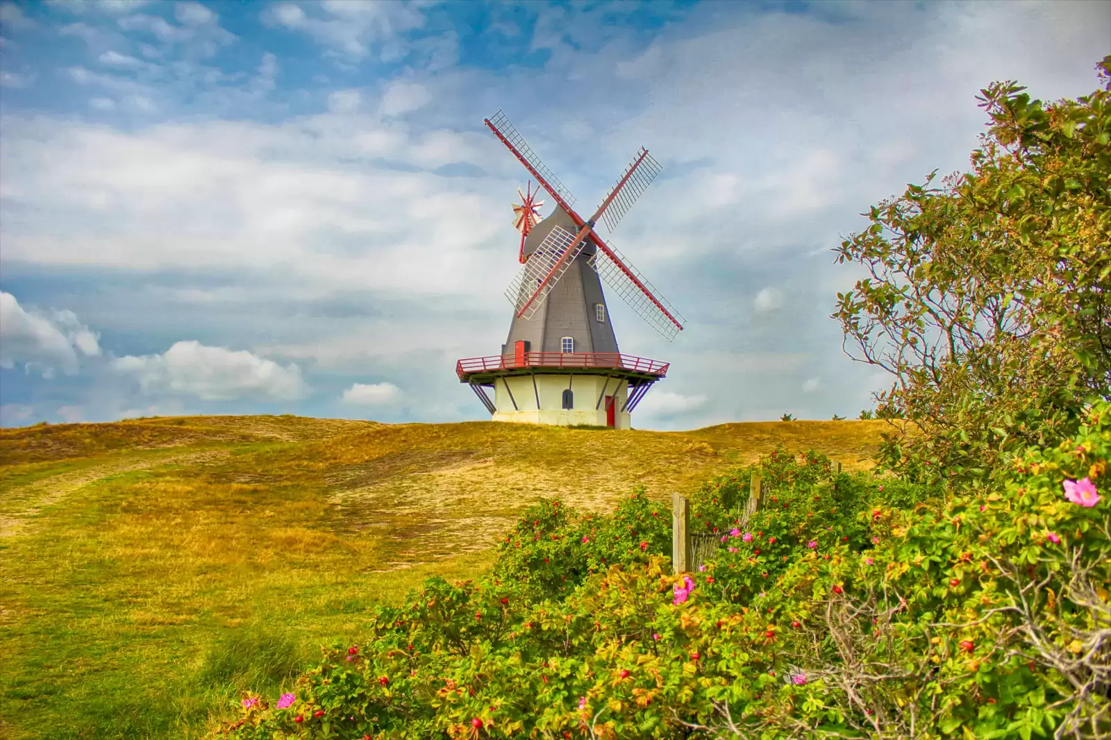 rose bushes and a pathway on fano island denmark