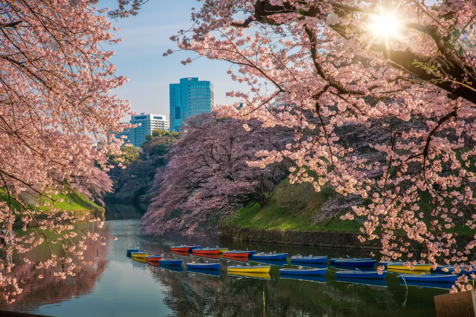 sakura or cherry blossom park in spring shidorigafuji tokyo