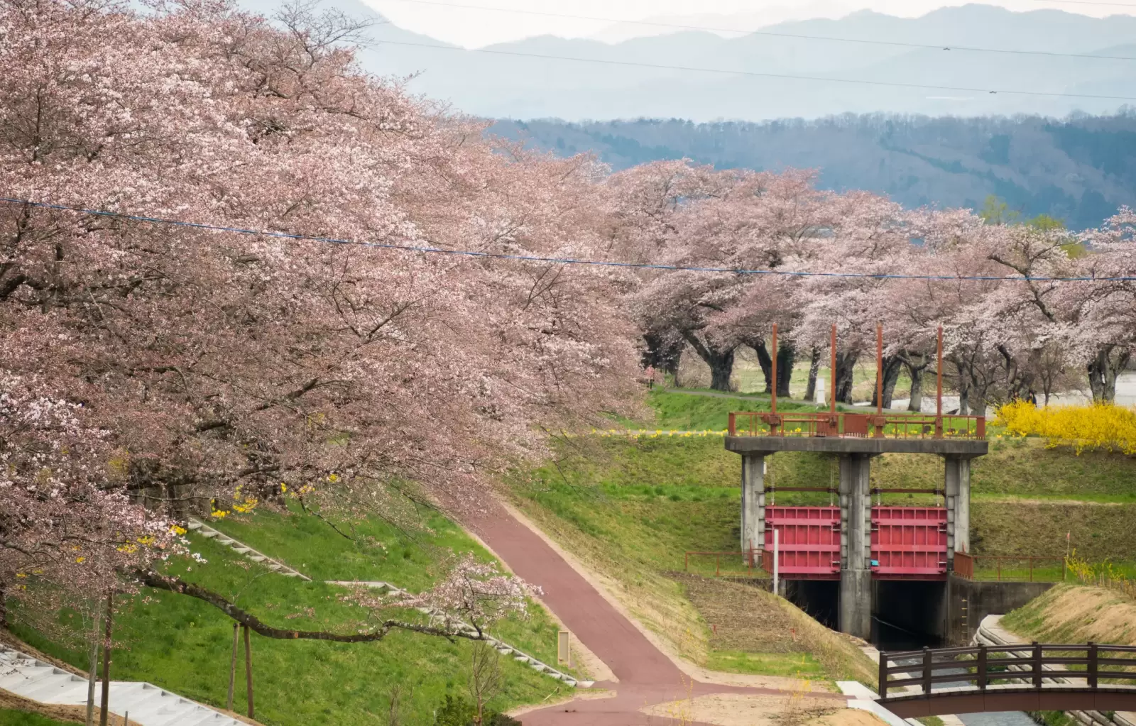 shiroishi river funaoka japan with row of full bloom cherry tree in spring