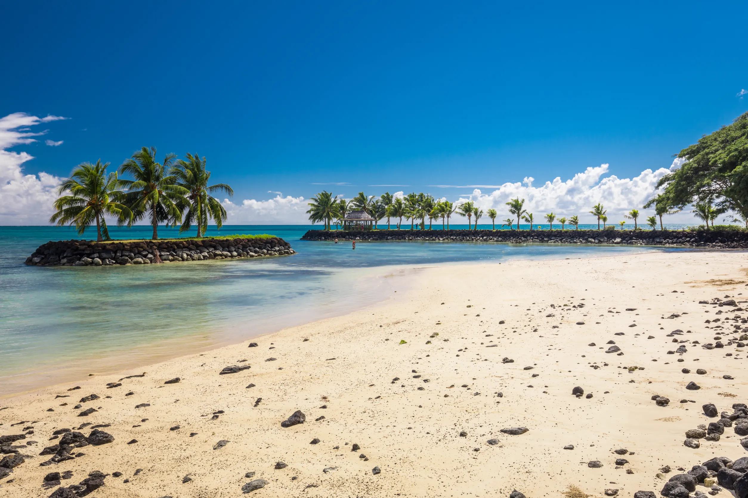 south side of samoa island with coconut palm tree
