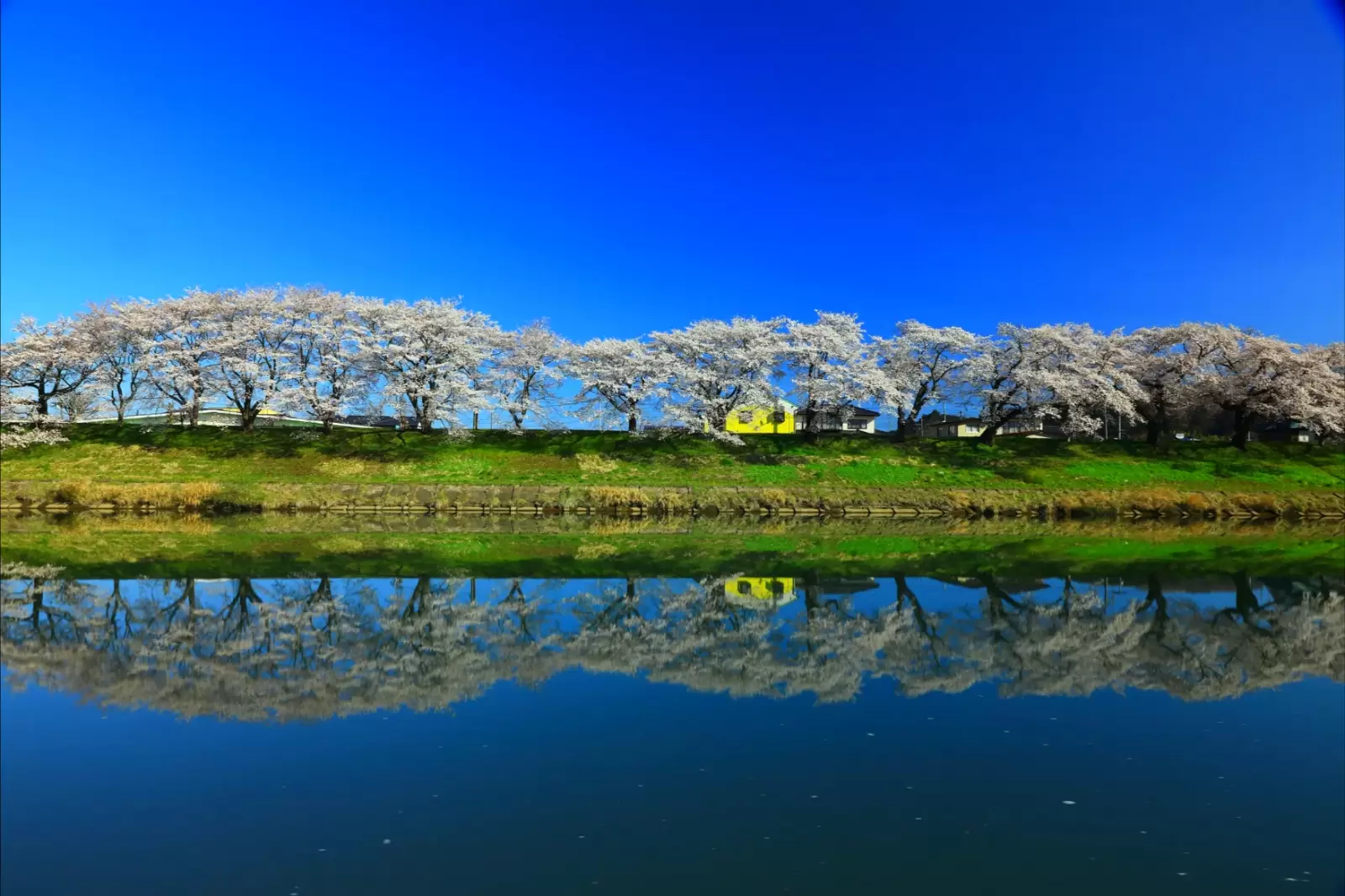 spring cherry tree roadside trees