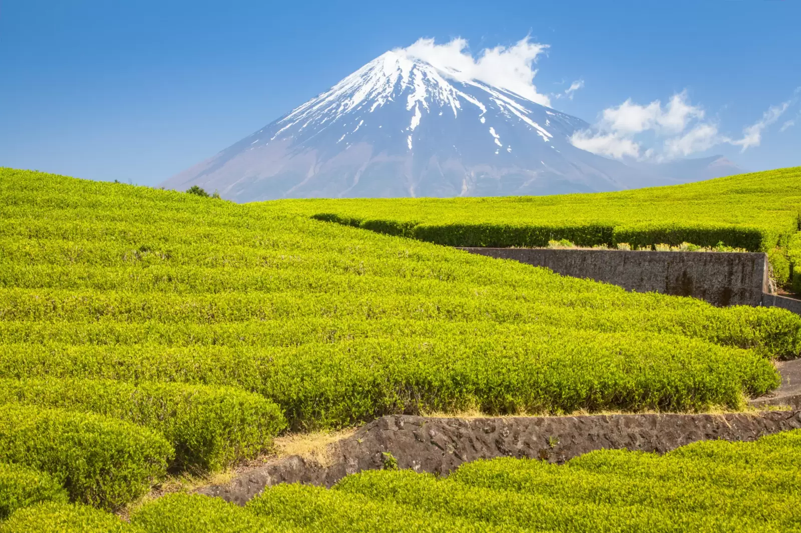 tea farm and mount fuji in spring at shizuoka
