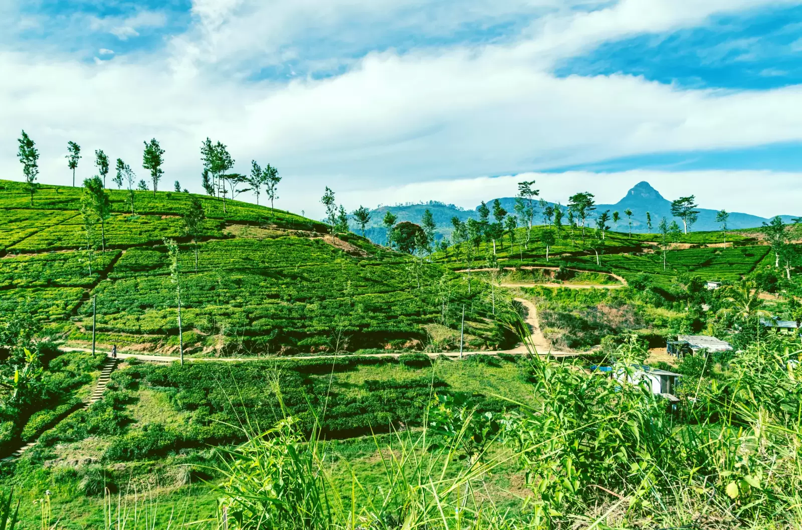 tea green bush highlands sri lanka tea nuwara eliya hills valley landscape