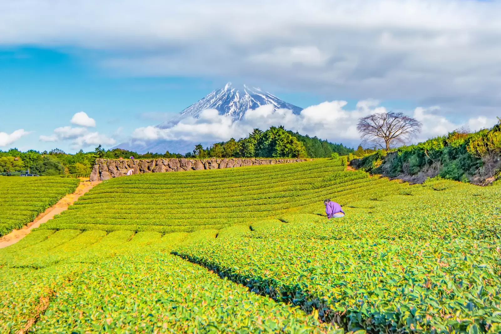 tea plantation at fujinomiya shizuoka japan