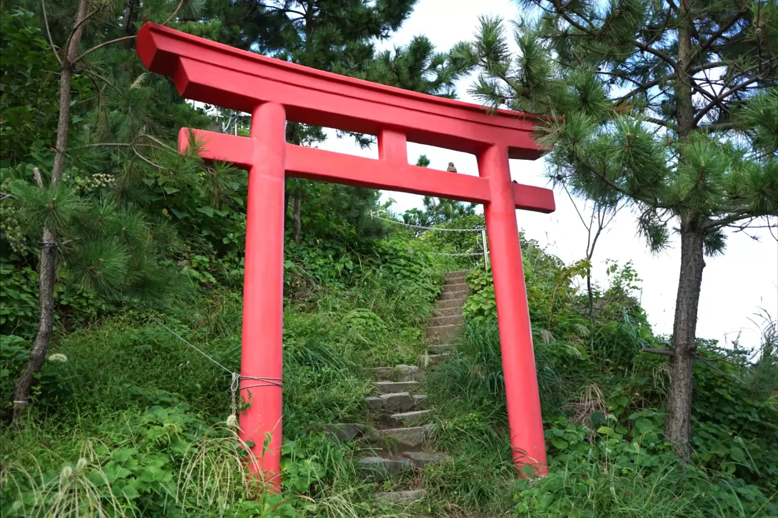 the shinto gateway torii in niigata japan