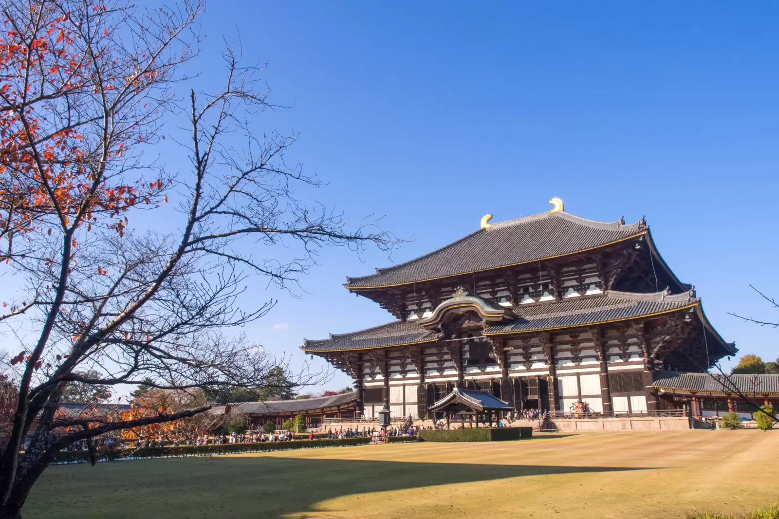 todaiji temple is landmark travel of nara city in japan