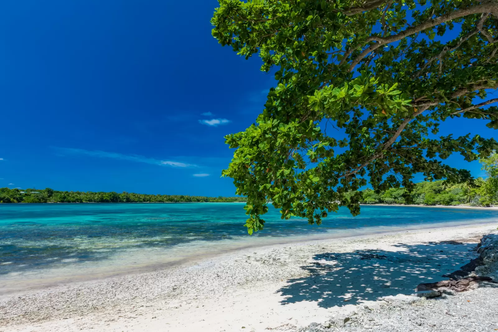 vibrant palm trees on a tropical beach