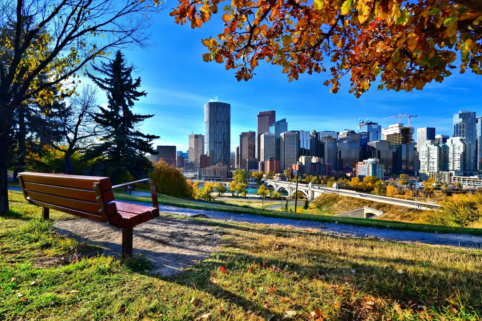 view from a park overlooking the skyline calgary alberta during autumn